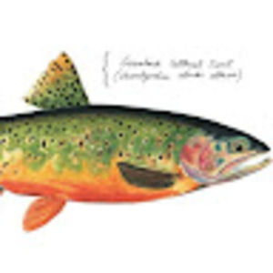 Meet your Posher, Will